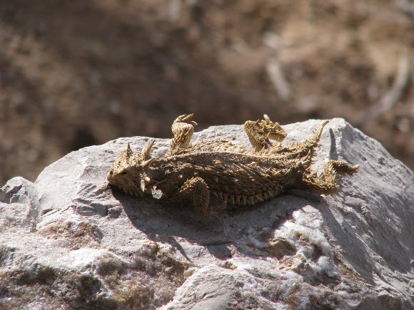 Spotting Image 1