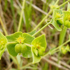 euphorbia