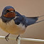 Barn Swallow