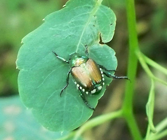 Spotting Image 1