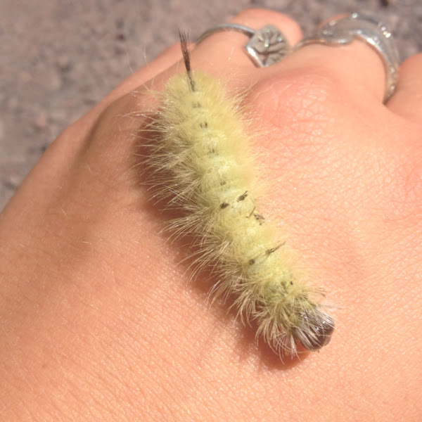 American Dagger Moth, caterpillar Project Noah