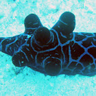 Chelyonotus semperi