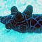 Chelyonotus semperi
