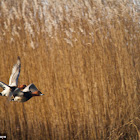 Common Pochard