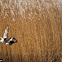 Common Pochard