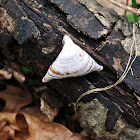 Turkey Tail Fungus