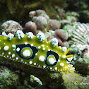 Ocellate Phyllidia