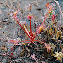 Sun Dew