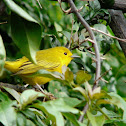 Yellow Warbler