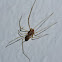 Spitting Spider (male)