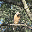 Red Shouldered Hawk