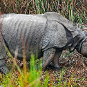 Indian Rhinoceros