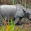 Indian Rhinoceros