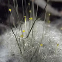 Pin mold