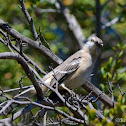 Northern Mockingbird