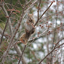 American Red Squirrel