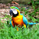 Parrot