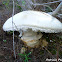 European white egg