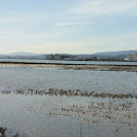 Sanderlings