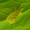 tussock moth