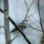 Yellow-rumped warbler