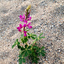 Lupin