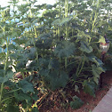 Hollyhock