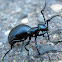 Blister Beetle