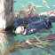Sea Otter