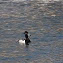 Ring-necked Duck