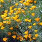 California Poppy