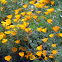 California Poppy
