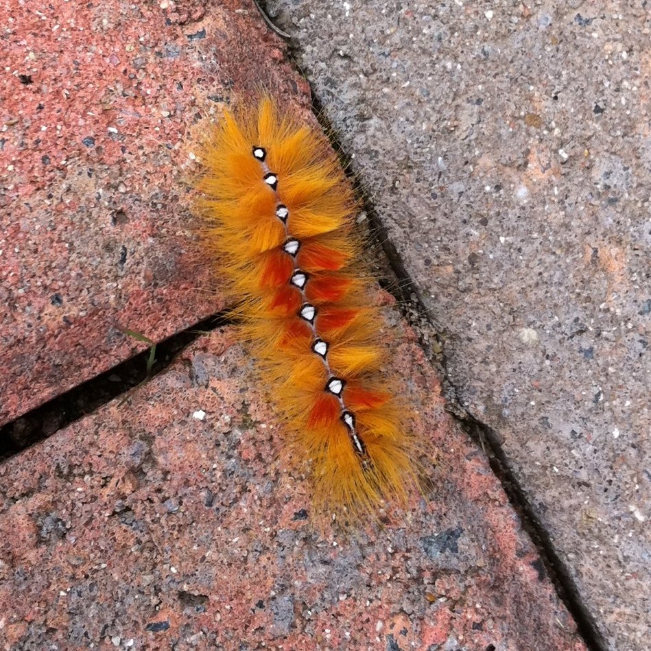 Sycamore moth caterpillar