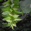 European Hornbeam