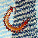 Giant centipede