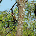 Black-ruped flameback