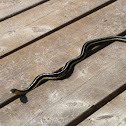 Eastern Ribbon Snake