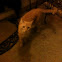 Domestic short haired cats