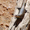 Striped skink