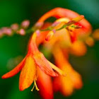 Montbretia
