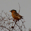 Chestnut tailed Starling