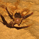 Nursing roundleaf bats