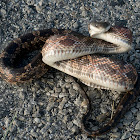 Texas Rat Snake