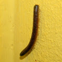 millipede