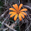 Mutisia reina