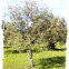 Olive Tree