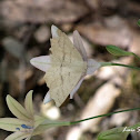 Moth