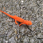 Red Spotted Newt