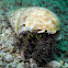 Hermit Crab