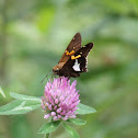 silver spotted skipper